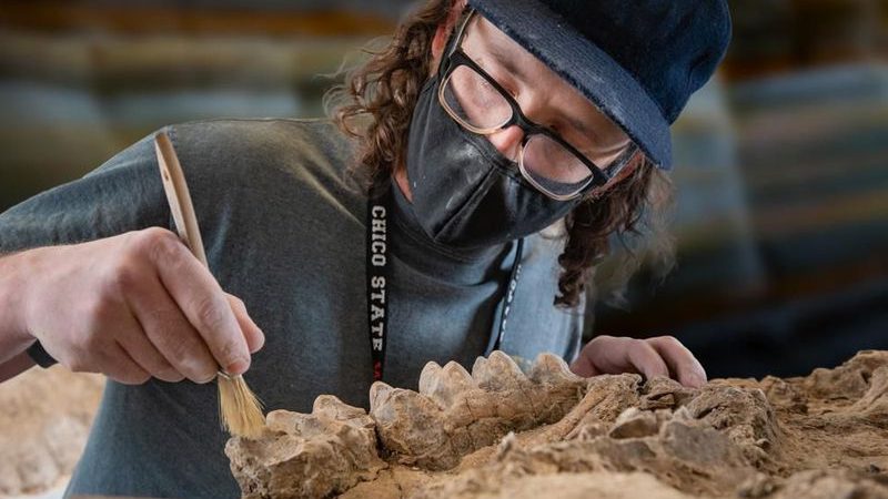 In Northern California, a park ranger discovers a treasure trove of several million-year-old fossils.