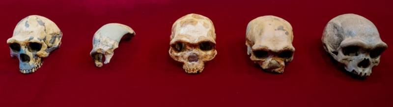 The largest human skull that could change the current view of evolution