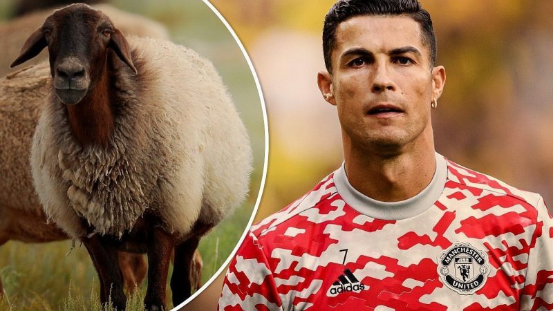 The flock of sheep moved Cristiano Ronaldo home in Manchester