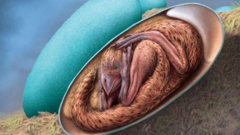 China.  They found the incredible embryo-dinosaur in a fossil egg |  Photos