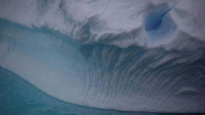 Unexpected “Oasis of Life”: Scientists have discovered 77 species of animals under the dense ice of Antarctica.