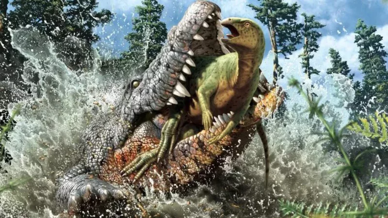 A large crocodile was found in its stomach with the remains of a dinosaur