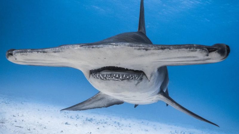 Viral Video |  NASA captures Kawachi volcano erupting underwater inhabited by ‘mutant sharks’ |  Trends |  YouTube |  Social Networks |  USA |  USA |  Nnda nnrt |  Viral