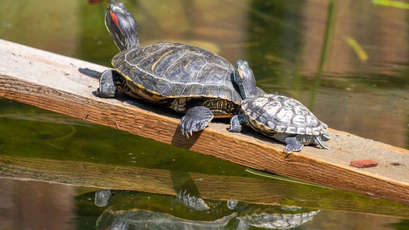 Designing the Ideal Aquascape for Red-Eared Sliders