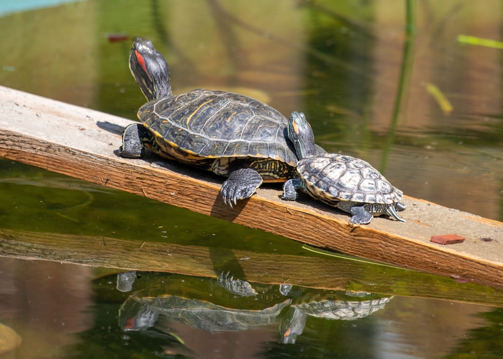 Designing the Ideal Aquascape for Red-Eared Sliders